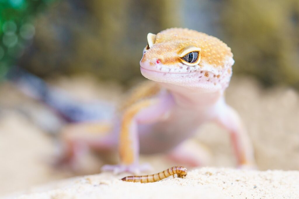 Un gecko léopard observant un ver de farine dans son terrarium, illustrant l'alimentation de cette espèce présente sur le site de ReptiZen