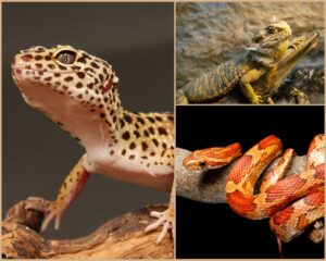 Trois espèces idéales pour choisir son premier reptile : un gecko léopard, un pogona vitticeps et un serpent des blés, photographiés dans leur environnement de terrarium.