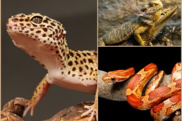 Trois espèces idéales pour choisir son premier reptile : un gecko léopard, un pogona vitticeps et un serpent des blés, photographiés dans leur environnement de terrarium.