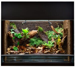 terrarium en verre contenant des branches et feuilles tropicales, contenant un brumisateur pour l'humidité et un tapis chauffant pour la température