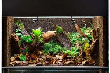 terrarium en verre contenant des branches et feuilles tropicales, contenant un brumisateur pour l'humidité et un tapis chauffant pour la température