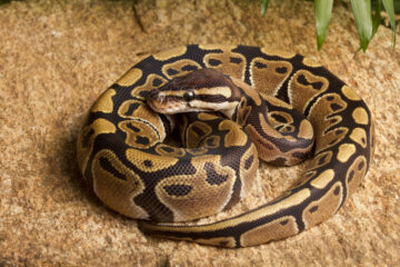 Python royal (Python regius) enroulé sur une pierre, serpent domestique populaire pour débutant en terrariophilie