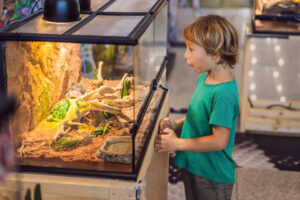 Jeune garçon fasciné par un reptile exotique dans son terrarium
