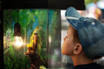 terrarium pour débutant contenant un lézard tropical devant lequel se tient un enfant