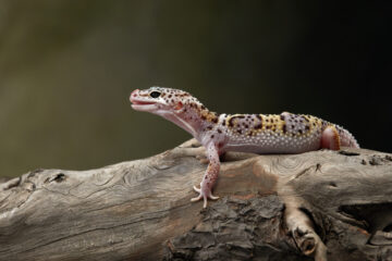 Gecko léopard vu de profil posé sur une branche, montrant ses couleurs et motifs caractéristiques.