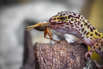 Gecko léopard en train de manger un grillon, illustrant l'alimentation des reptiles insectivores sur ReptiZen