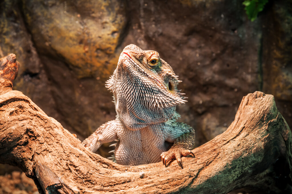 Pogona vitticeps adulte posé sur une branche dans un terrarium bien aménagé, montrant ses écailles caractéristiques et sa posture typique de dragon barbu.