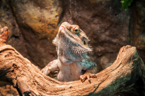 Pogona vitticeps adulte posé sur une branche dans un terrarium bien aménagé, montrant ses écailles caractéristiques et sa posture typique de dragon barbu.