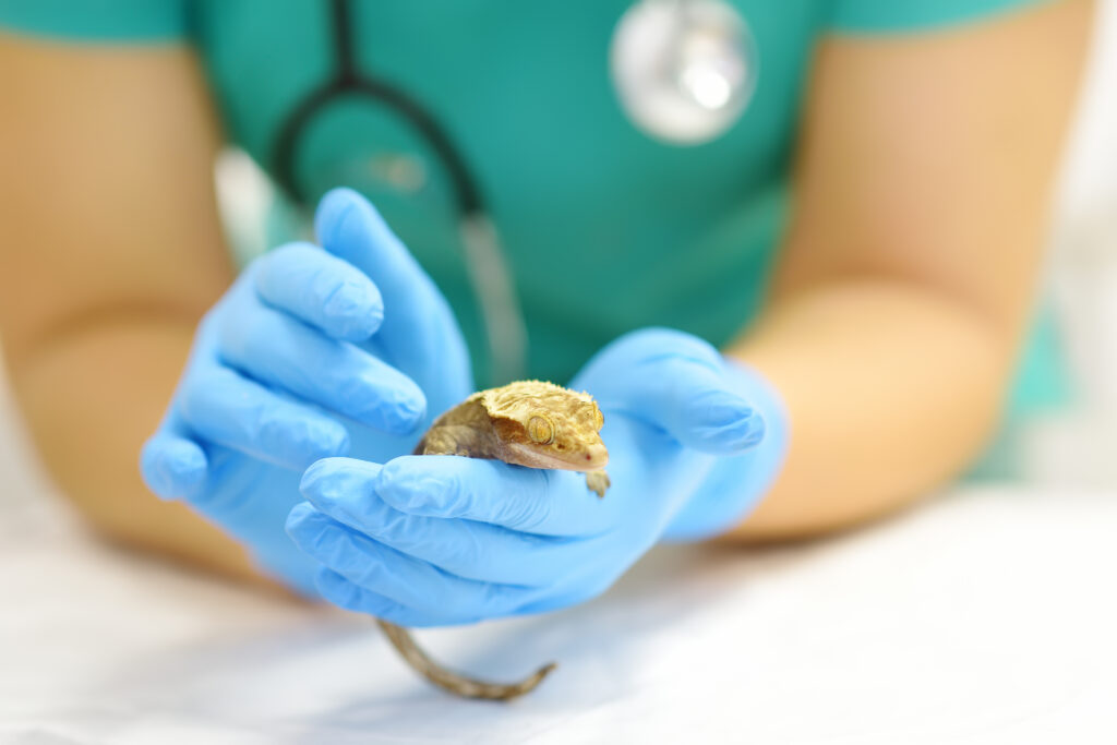 Un vétérinaire examinant un reptile (Gecko à crête) dans une clinique vétérinaire lors d'une consultation. 