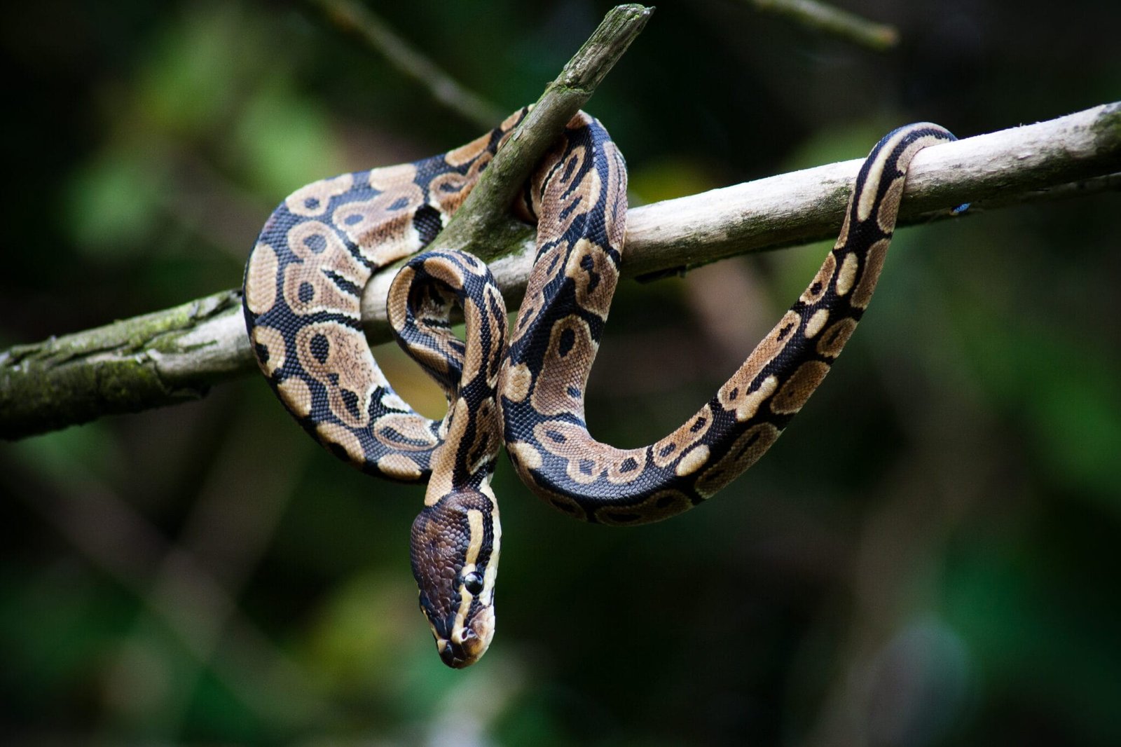 Royal Python Attacking Élever un python royal : techniques, conseils et erreurs à éviter ...