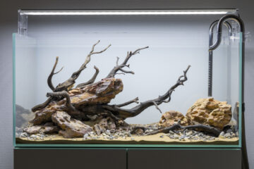 Terrarium aménagé avec du sable, des roches naturelles et des branches de bois sous un éclairage UVB, prêt à accueillir un reptile.