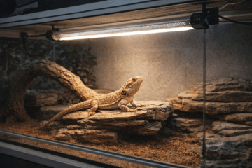 Terrarium moderne en verre avec substrat naturel et roches, reptile diurne en zone de basking sous une lampe UVB linéaire T5 correctement installée, éclairage naturel et sécurisé